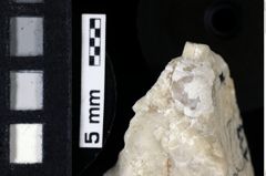 Foto (Detailansicht) von Gastrosacus tuberosiformis (Lorenthey, 1929) (NHMW-GEO-1990-0041-0117)